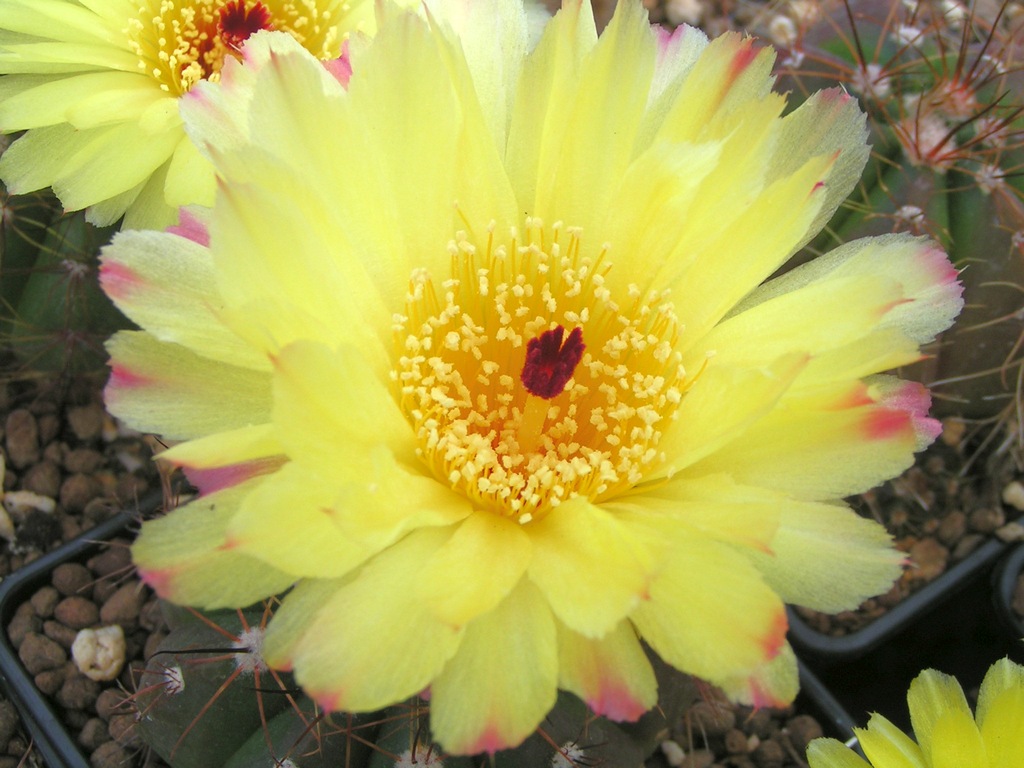 Notocactus ottonis v tortuosus